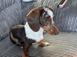 Male miniature dachshund