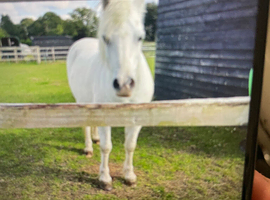 Welsh sec A pony for full loan/COMPANION