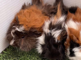 2 x female guinea pigs