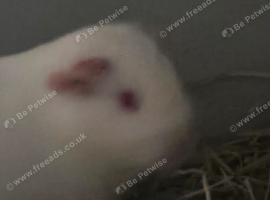 Male guinea pig