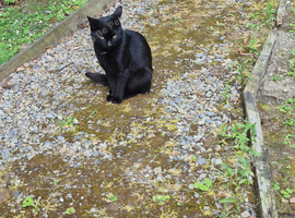 Luna wants a loving home