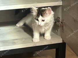 Kitten female