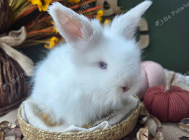 BEW English Angora Buck