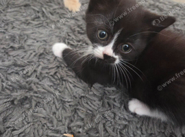 Gorgeous black and white female kitten