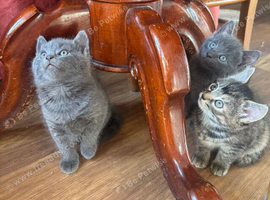 Russian blue mix kittens