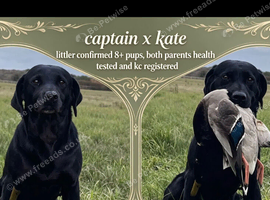 Coming soon! Beautiful black Labrador puppies