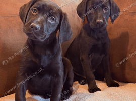 Beautiful Black Labrador Puppies
