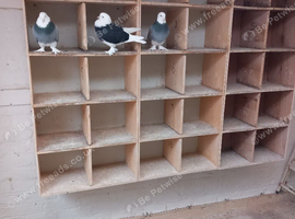 Pigeon pipo boxes