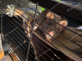 2 Female rats and large cage