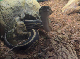 Royal python
