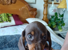 BEAUTIFUL DACHSHUND BABIES