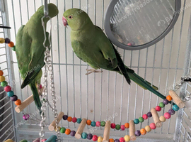Beautiful Pair of Indian Ringneck Parrots with Full Setup