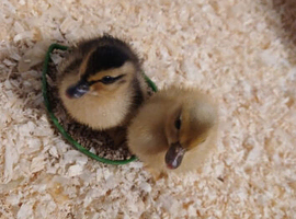 Call ducklings