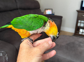 Male blackheaded caique almost 2