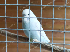 Baby Budgerigars