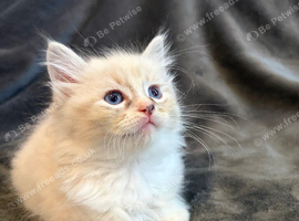 -Ragdoll kitties