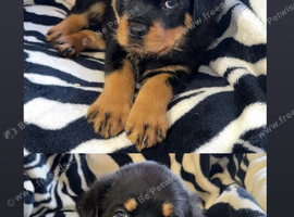 Health tested rottweiler
