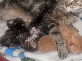 5 tabby kittens