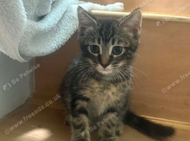 Tabby kittens available