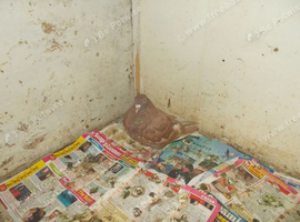 1 ROLLER HEN FOR SALE..