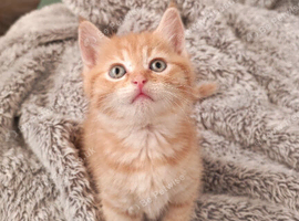 Cute ginger kitten