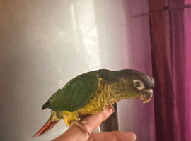 Hand Reared Yellow Suded Green Cheeked Conures