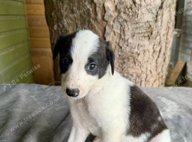 Lurcher puppies saluki grey beddlington
