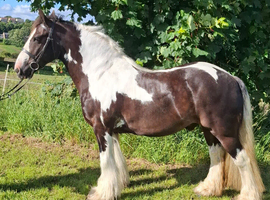 Joe 14.2hh ride & drive 9 years old