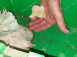 Miniature garden bantams.