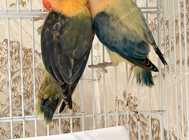 Lovebirds pairs and aquas available.