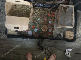Guinea pig pair with cage
