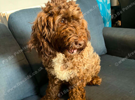 Lovely female chocolate cockapoo