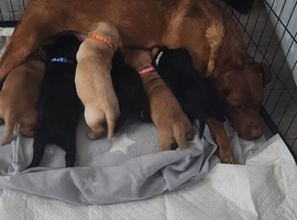 6 chunky lab puppies ONLY 2 BLACK BOYS LEFT