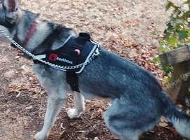 2 years old Akita cross.