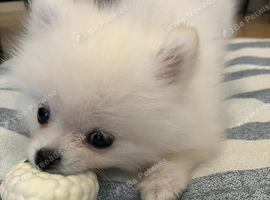 Playful & Cuddly White Pomeranian Pup