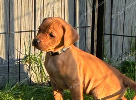 F1 Labrador x Hungarian Vizsla Puppies
