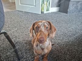 Pablo 7month