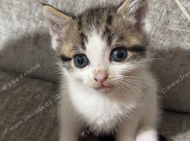 Kitten