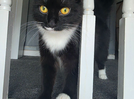 Two female cats