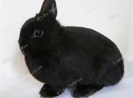 Netherland Dwarf Doe