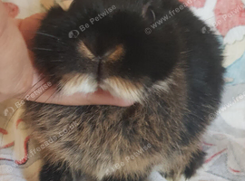 Baby Purebred Netherland Dwarfs