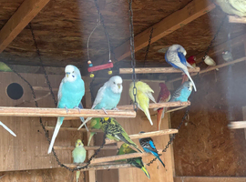 Budgies for sale