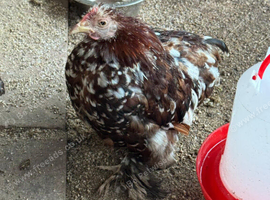 Chicken cockerels over 12 mouth old needs new home