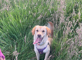 Golden retriever cross