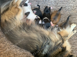 Jackawawa puppies. beautiful.