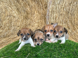 Jack Russell puppies