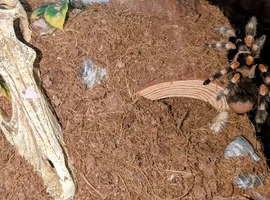 Adult mexican red knee