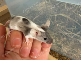 Fancy mice