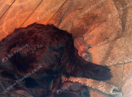 German Shepard puppies