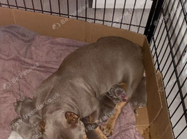 Micro Pocket bully puppies